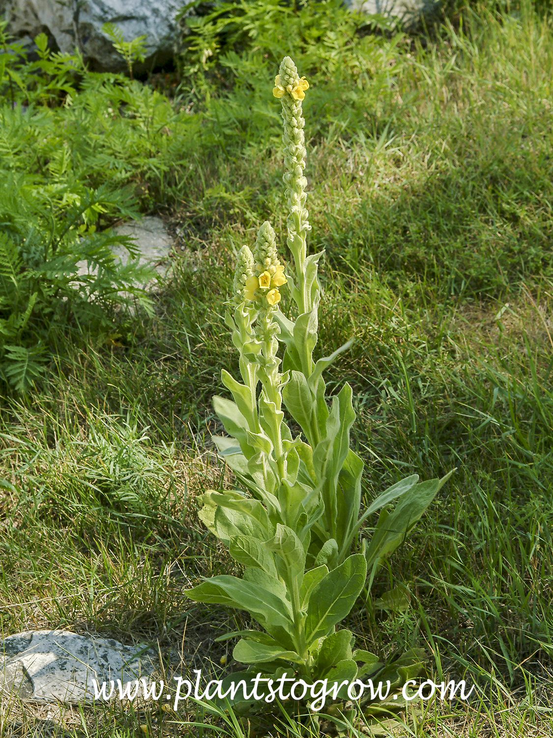 Beggar's blanket plant online